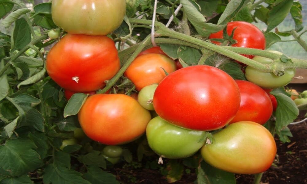 Урожай помидоров