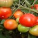 Урожай помидоров