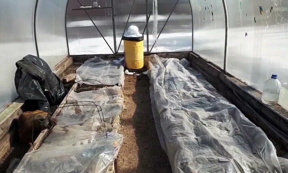 Бочка в теплице