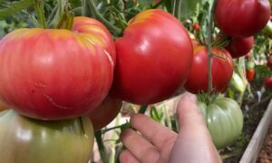 Большие помидоры