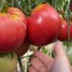Большие помидоры