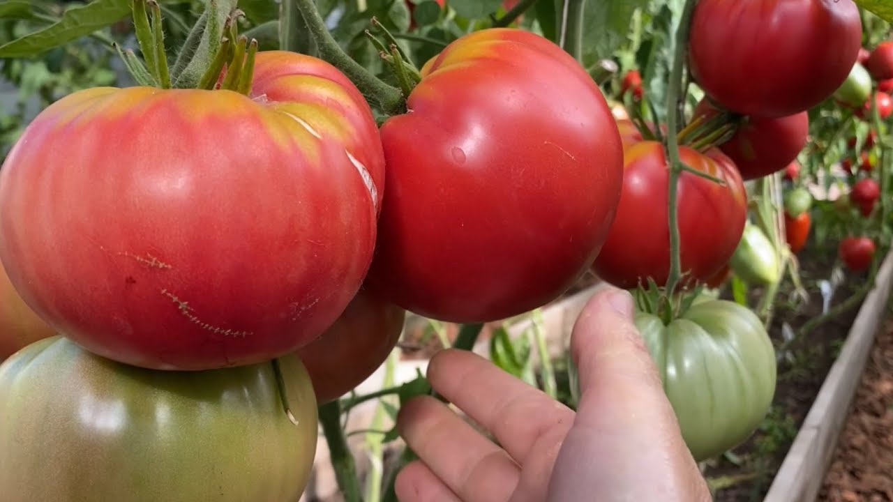 Большие помидоры