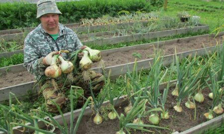 Человек сажает лук