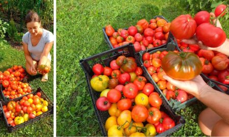 Урожай помидоров