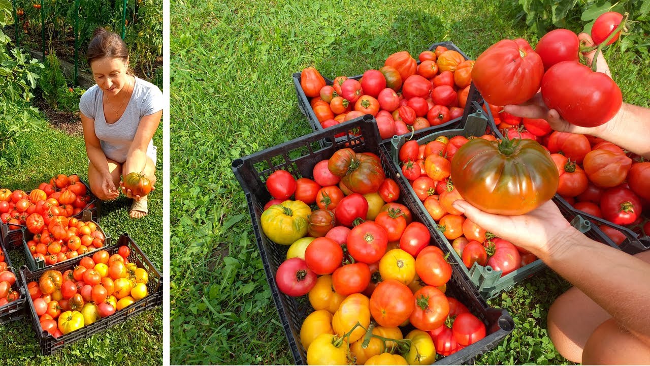 Урожай помидоров