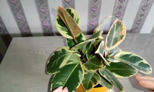 Фикус в горшке