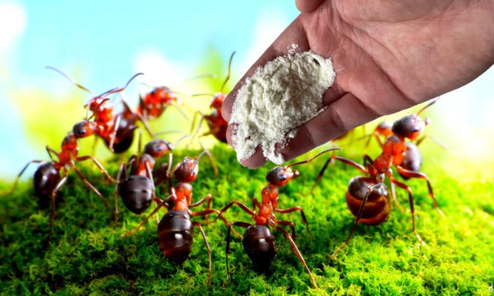 дает муравьям борную кислоту