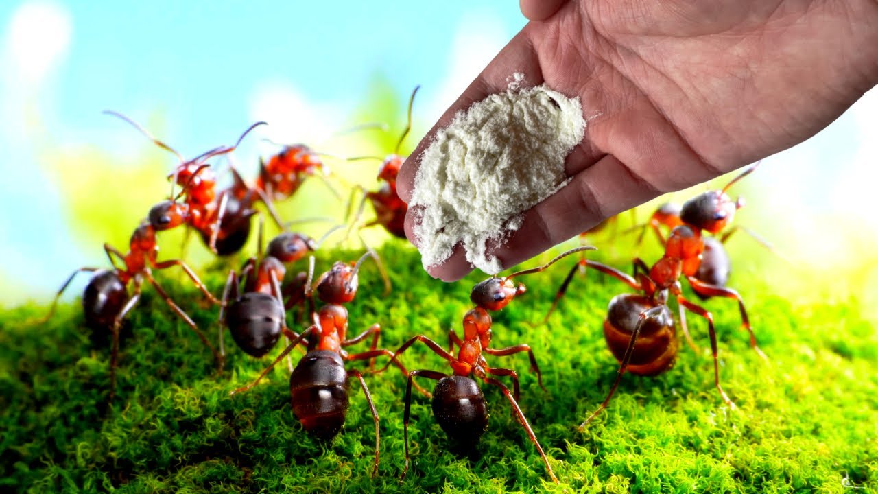 дает муравьям борную кислоту