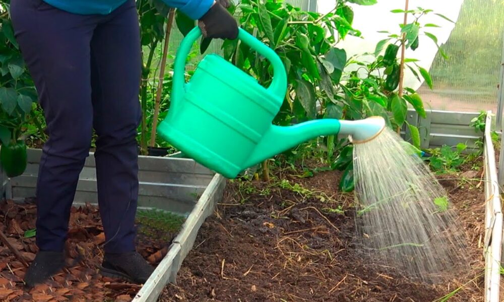 Поливает сад кипятком