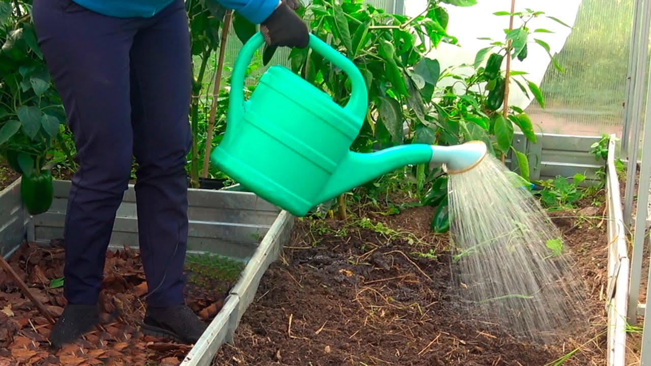 Поливает сад кипятком