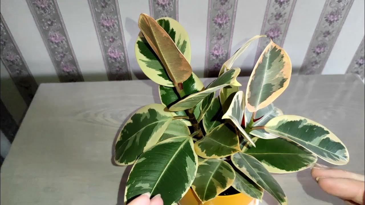 Фикус в горшке