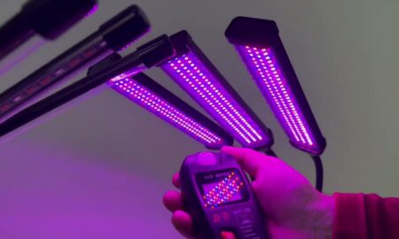 Розовые фитолампы