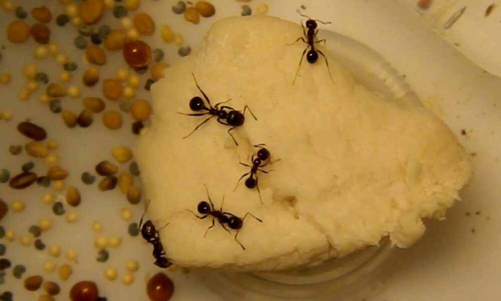 Муравьи едят манку