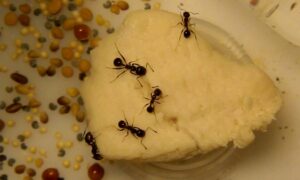 Муравьи едят манку