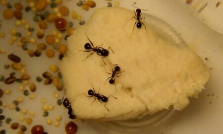 Муравьи едят манку