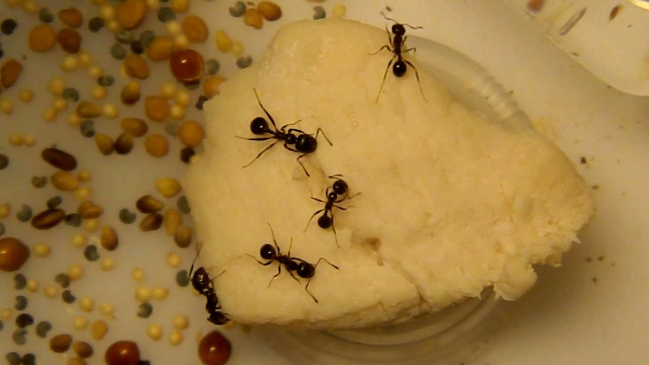 Муравьи едят манку