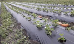 Рассада под пленкой