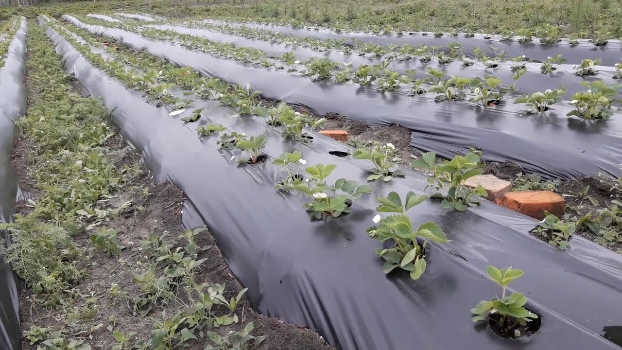 Рассада под пленкой