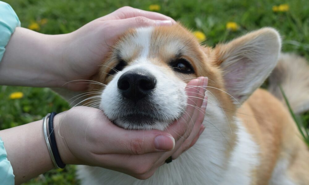 Собака с человеком