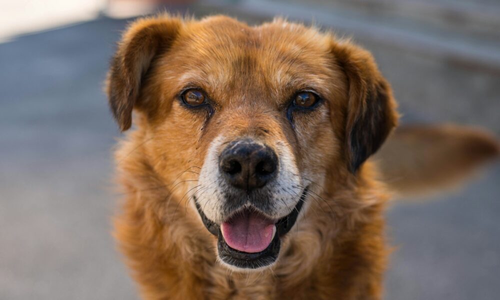 Собака смотрит в камеру