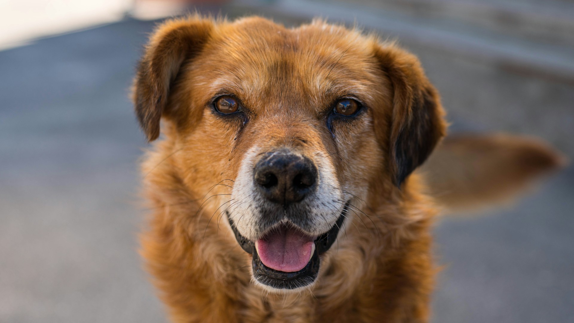 Собака смотрит в камеру