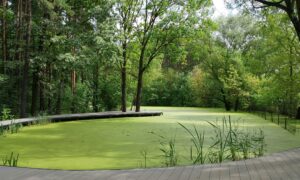 благоустройство пруда