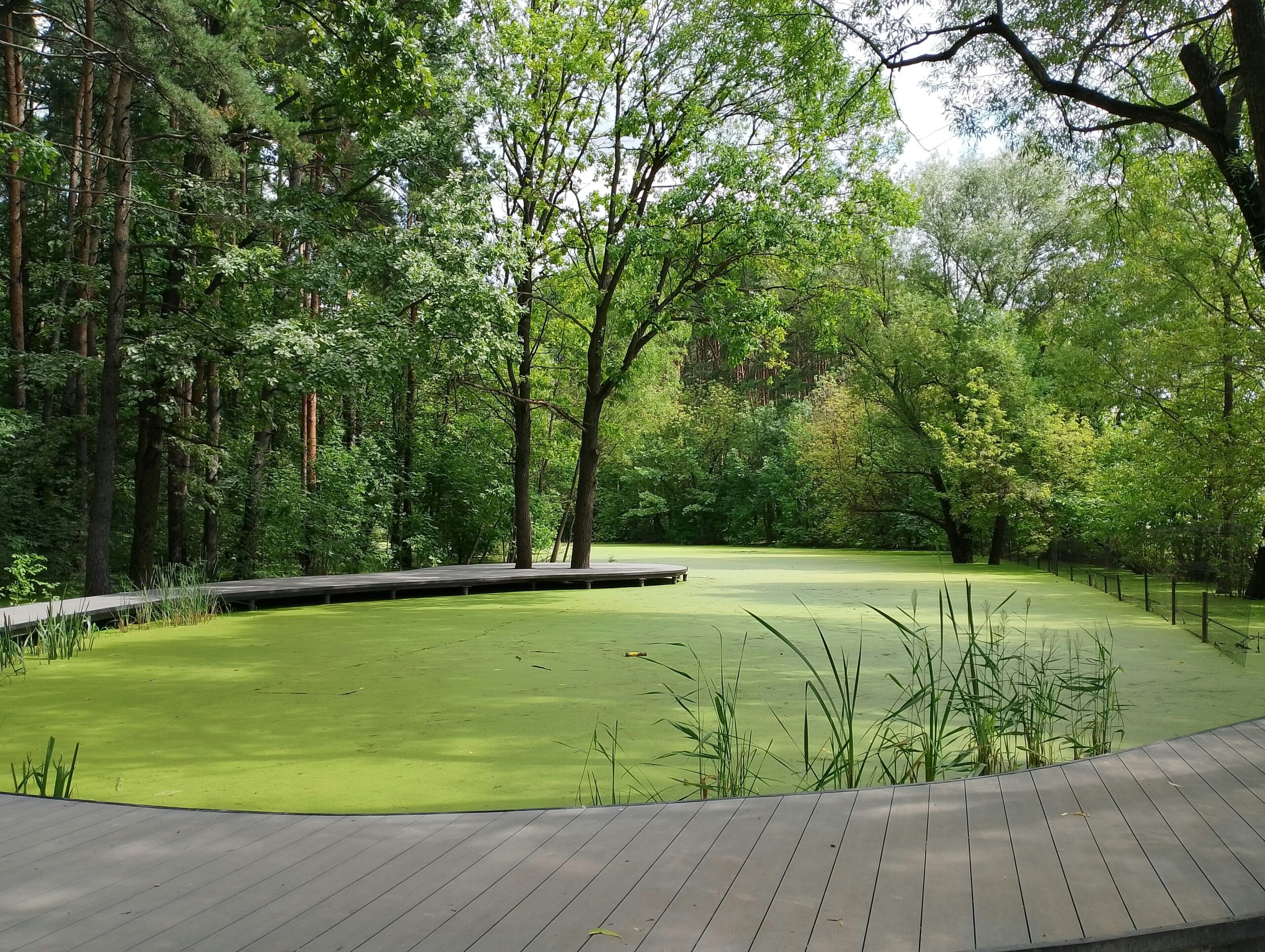 благоустройство пруда