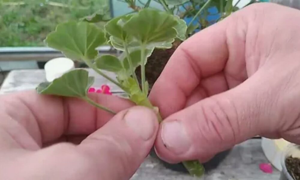 Черенкование пеларгонии