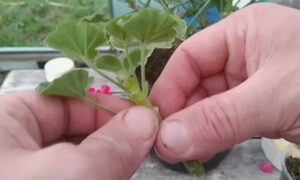 Черенкование пеларгонии