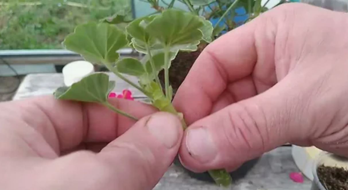 Черенкование пеларгонии