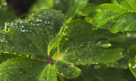 Капель на растении