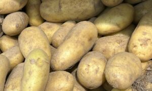 Крупный картофель