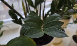 Замиокулькас