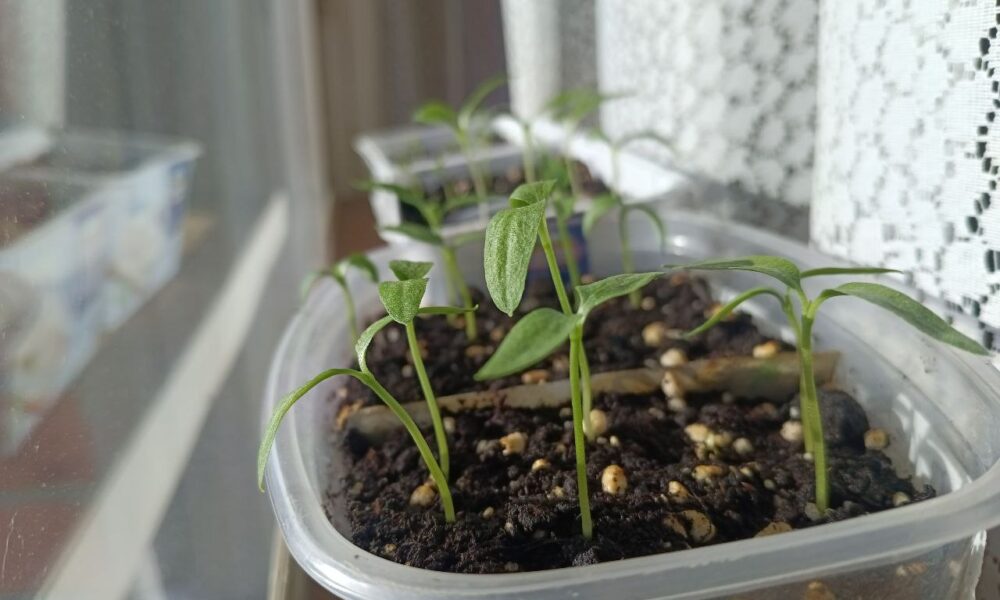 Рассада на подоконнике