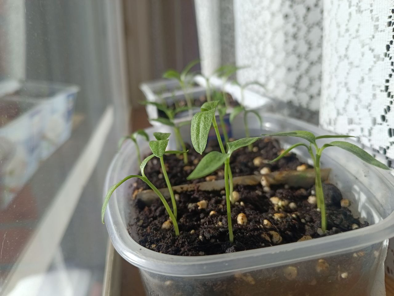 Рассада на подоконнике