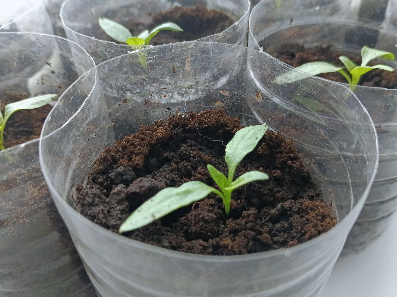 Рассада в пластиковой бутылке