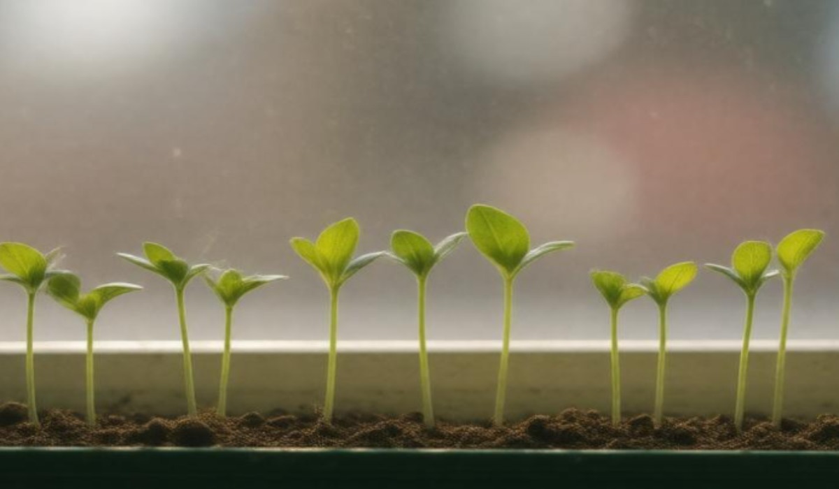 Рассада на окне