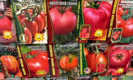 Пачки семян помидоров