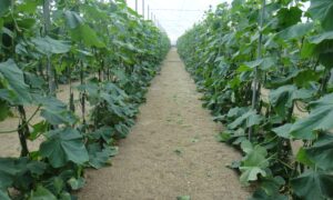 огурщы тепличный комбинат Трубичино