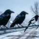 Вороны и сороки сидят на проводах