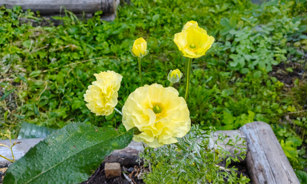 Ранункулюс на даче