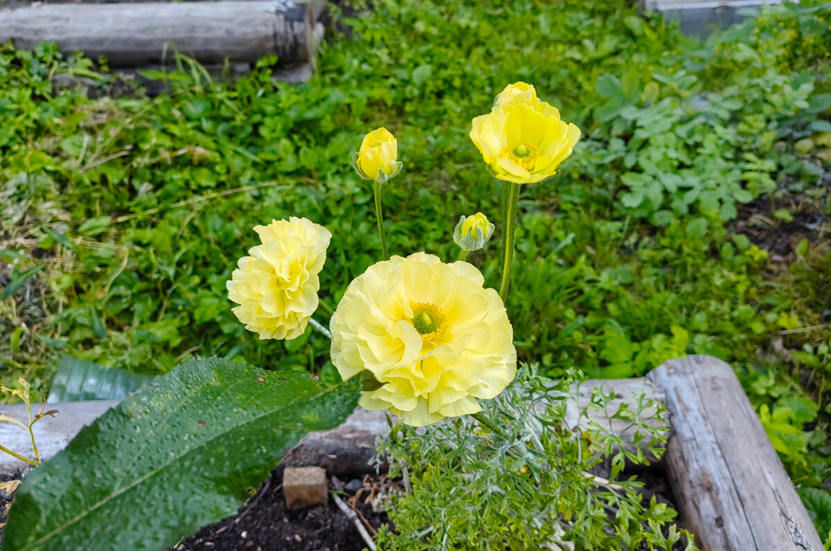 Ранункулюс на даче