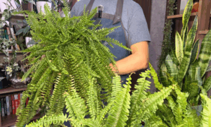 Папоротники в квартире