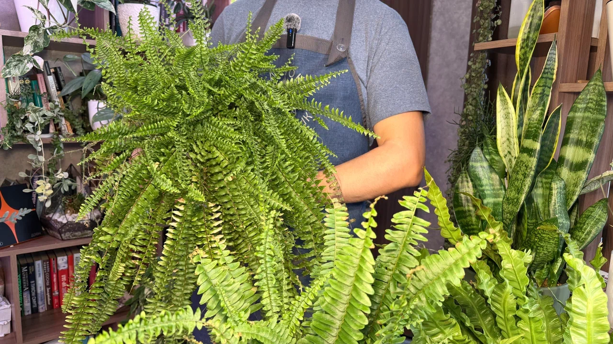 Папоротники в квартире