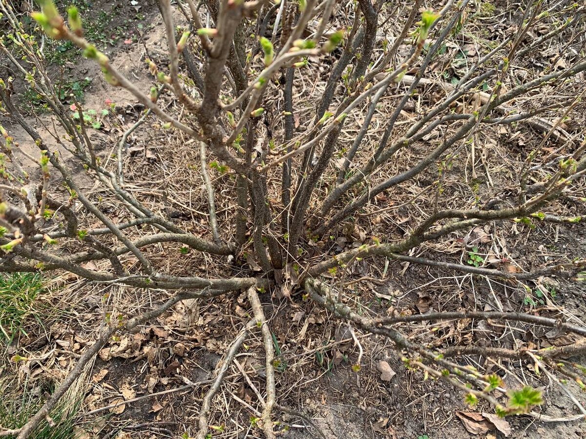 Кусты разросшейся смородины