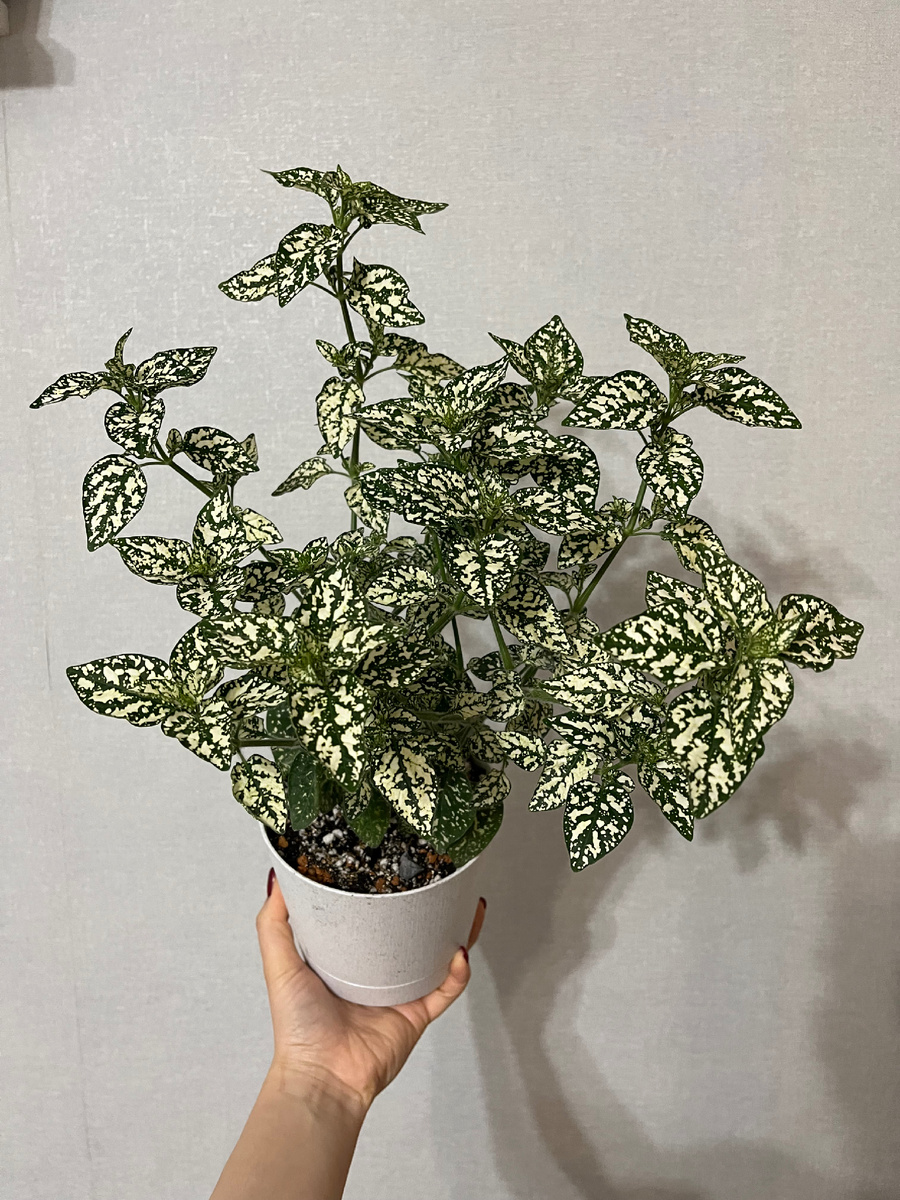 Гипоэстес в горшке