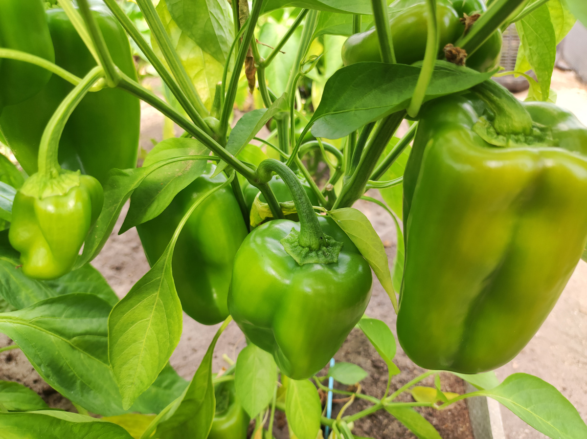 Перец зреет на ветках