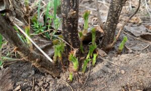 Кусты смородины