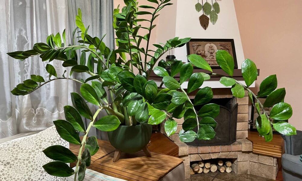 Замиокулькас в квартире