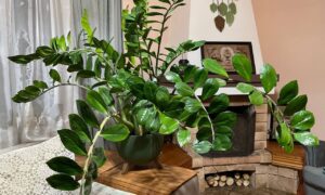 Замиокулькас в квартире